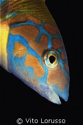 Fishs - Thalassoma pavo (female) by Vito Lorusso 